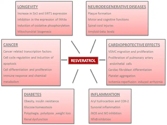Resveratrol benefits