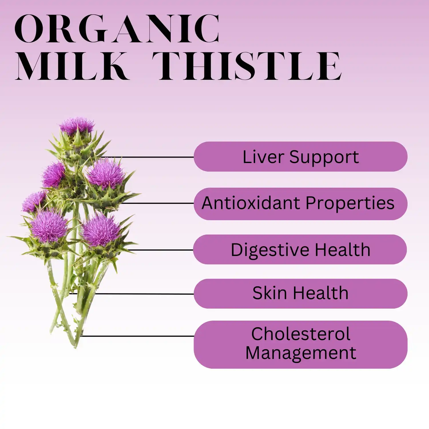 Milk thistle extract benefits Milk thistle extract benefits