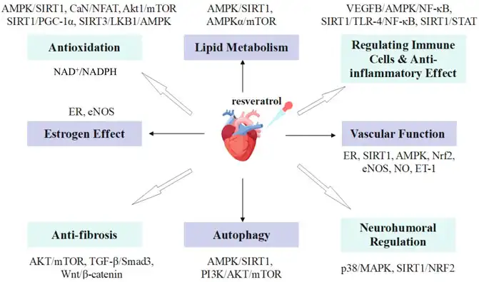 Resveratrol Benefits Resveratrol Benefits
