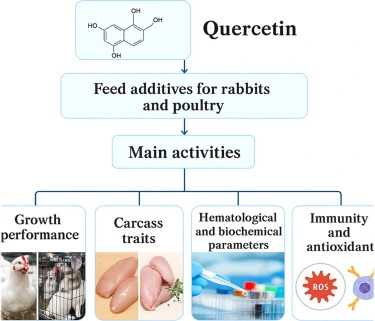 Quercetin uses
