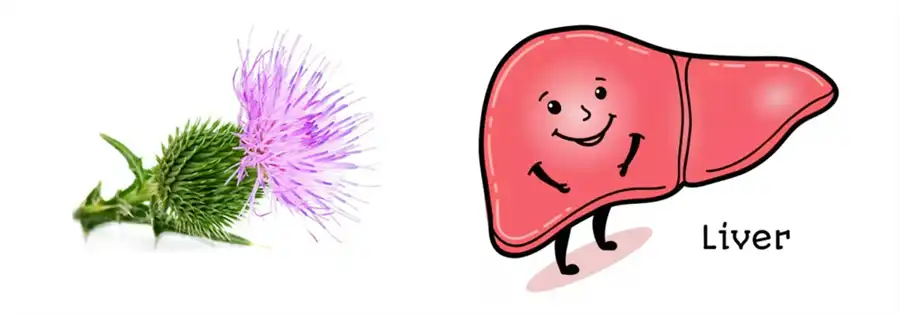 Silydianin Liver Function Silydianin Liver Function