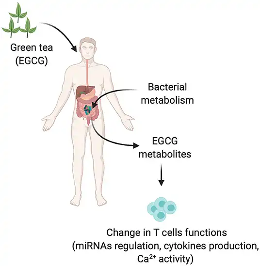 Exploring the Role of EGCG, ECG, EGC, and EC in Green Tea Extract Polyphenols