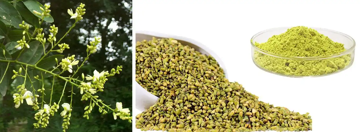 quercetin powder bulk