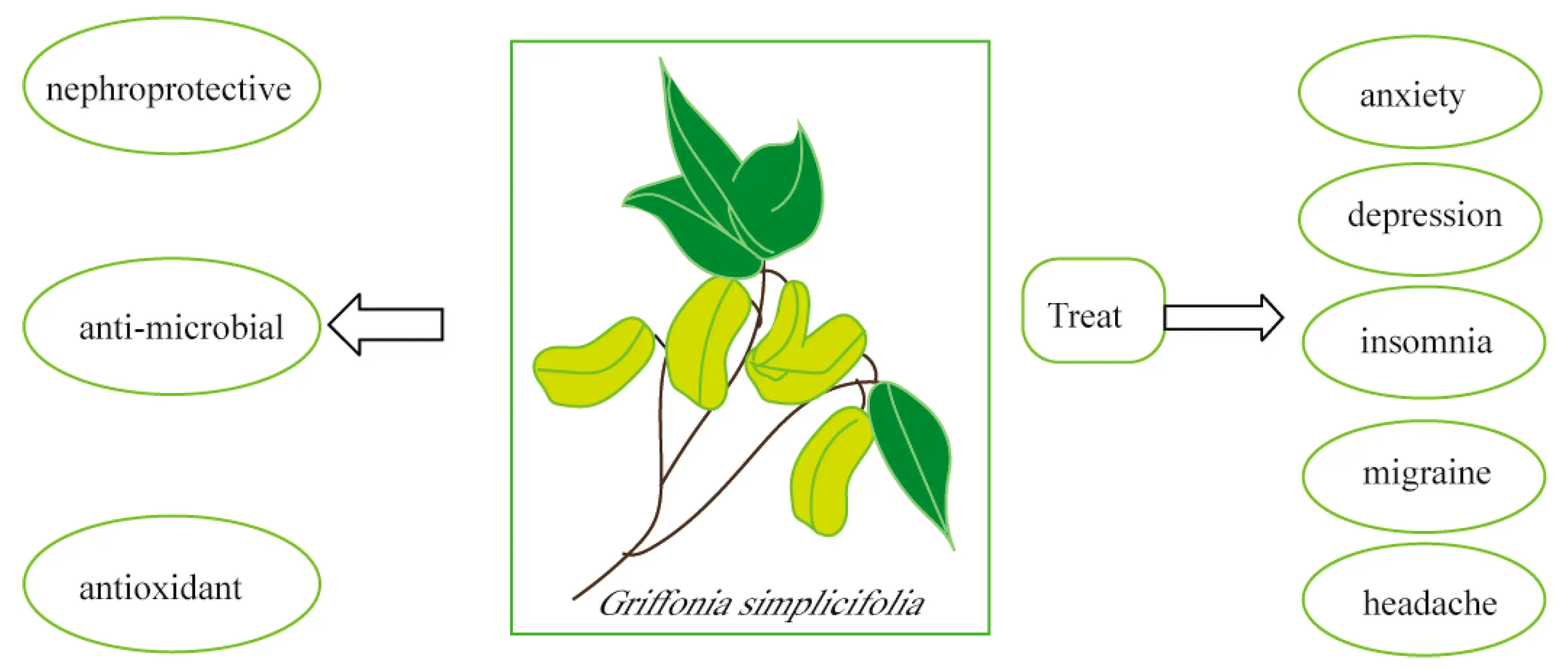 Griffonia Bean Extract for Mood, Sleep and Appetite Regulation