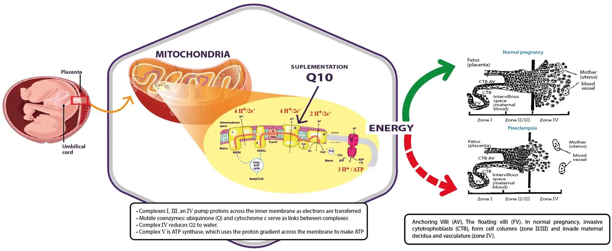 Coenzyme Q10 Pure Powder Enhances Mitochondrial Energy Coenzyme Q10 Pure Powder Enhances Mitochondrial Energy