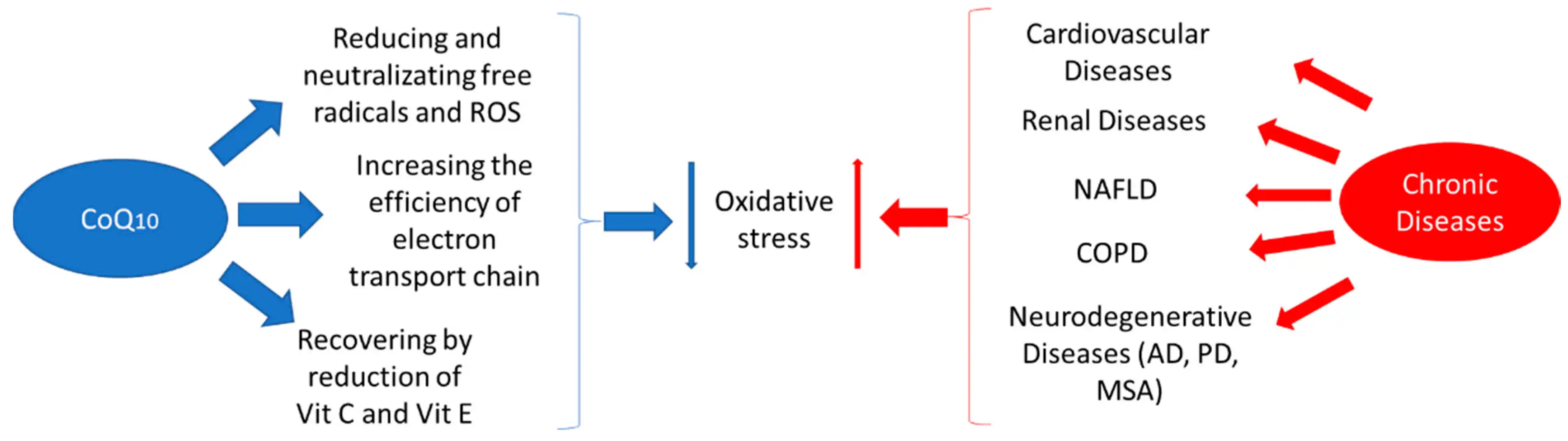 Coenzyme Q10 Pure Powder's Role in Reducing Oxidative Stress and Supporting Vascular Function