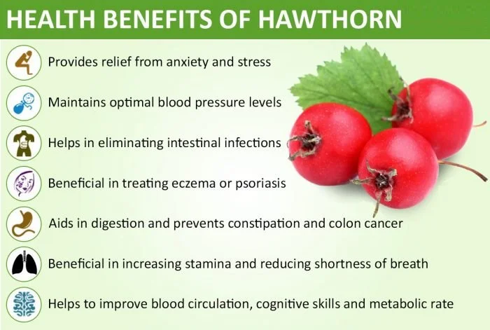 hawthorn berry extract benefits