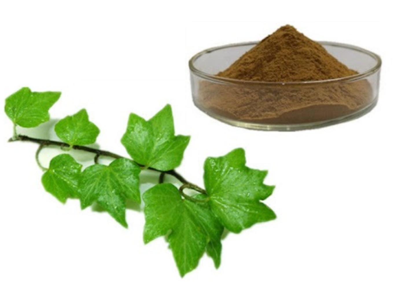Ivy extract powder