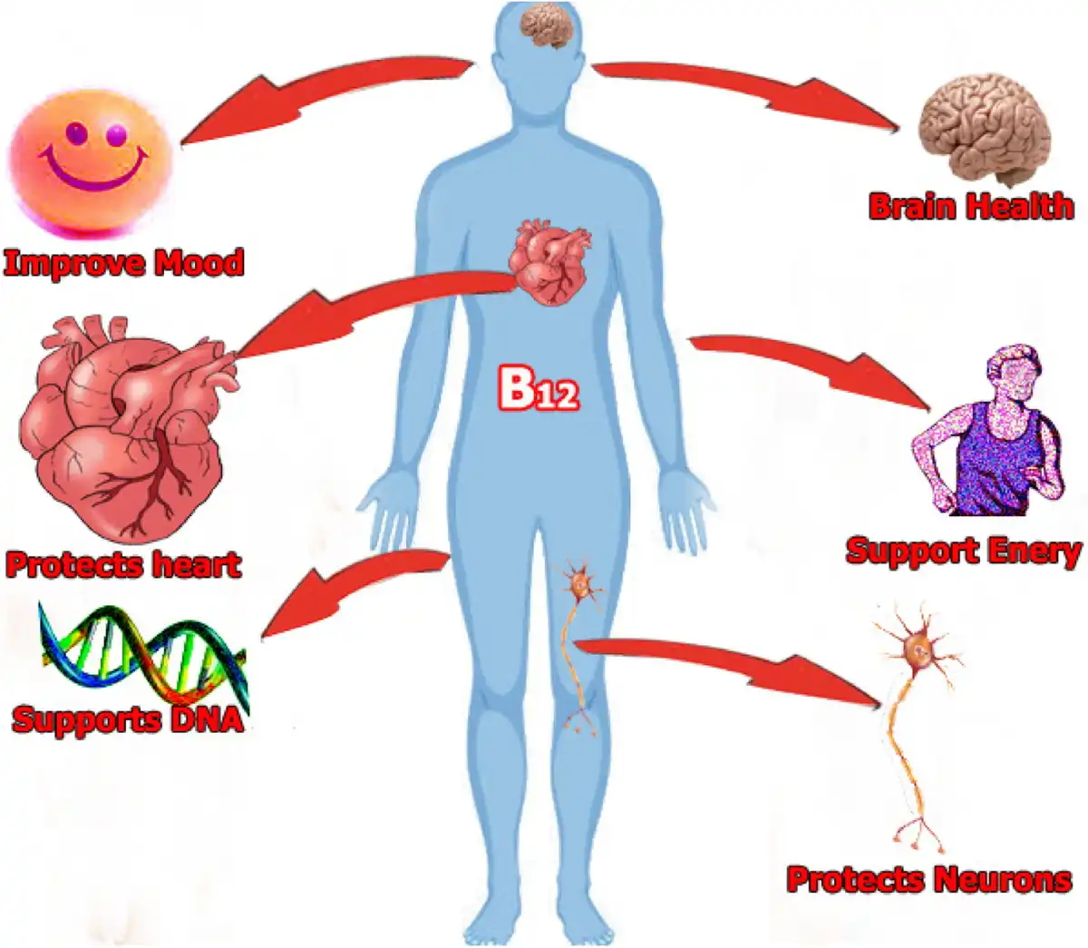 Cyanocobalamin Powder Supports Nerve-Cell Myelin Formation and Cognitive Function Cyanocobalamin Powder Supports Nerve-Cell Myelin Formation and Cognitive Function