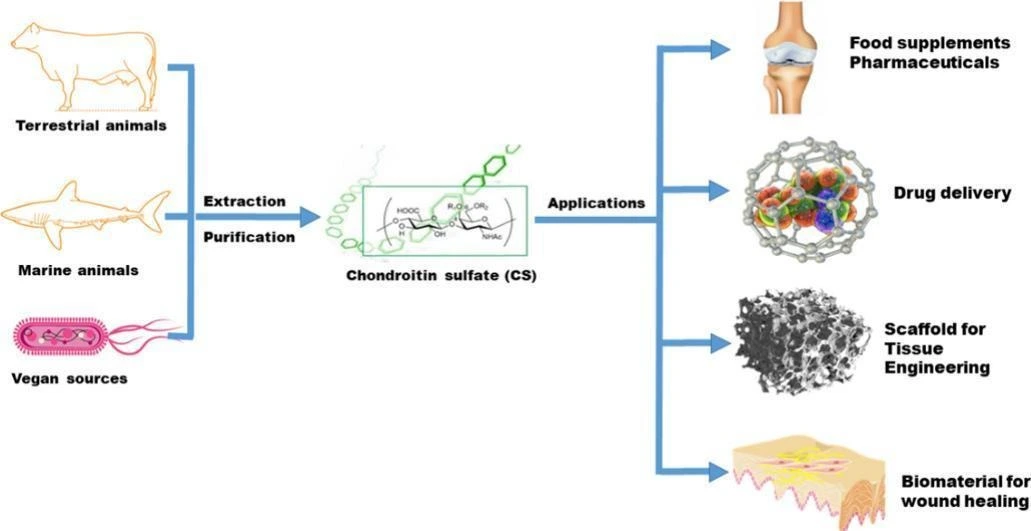 Chondroitin Sulfate Powder Uses