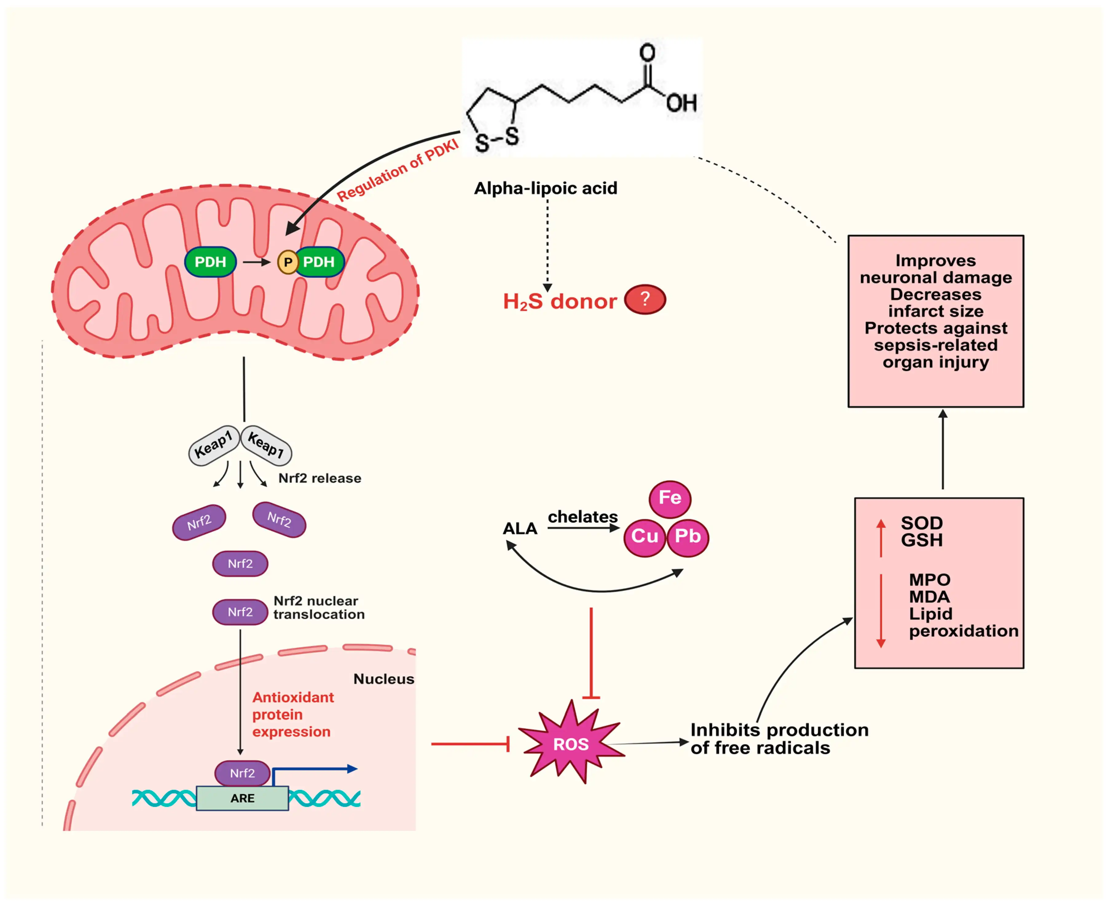 how Alpha Lipoic Acid Powder operates as an antioxidant and supports liver detox pathways? how Alpha Lipoic Acid Powder operates as an antioxidant and supports liver detox pathways?