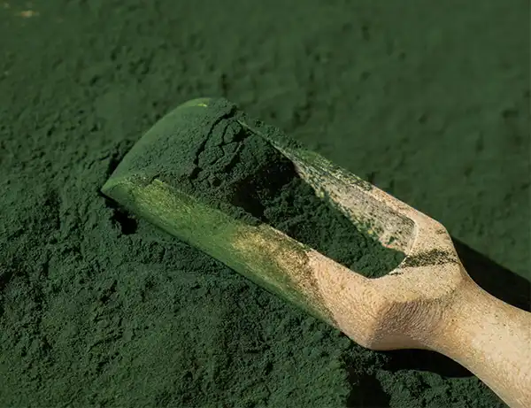 Chlorella Detoxification Benefits