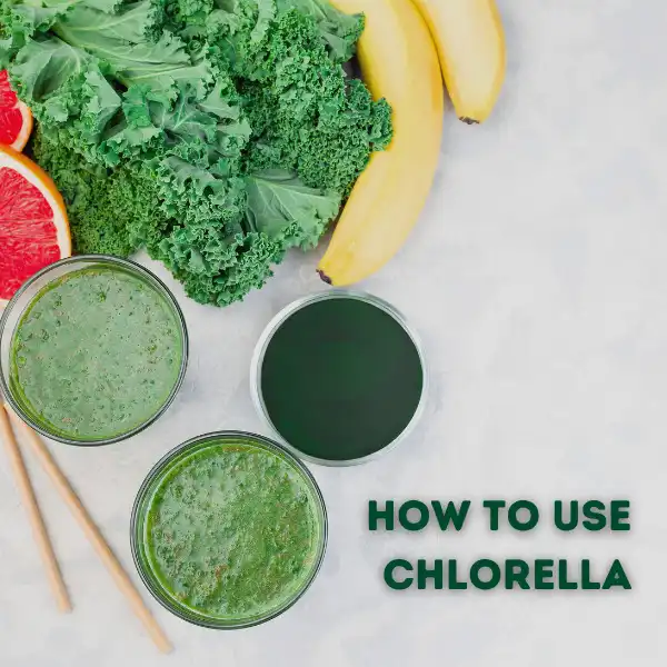 How to use chlorella powder ---shaanxi hongda phytochemistry