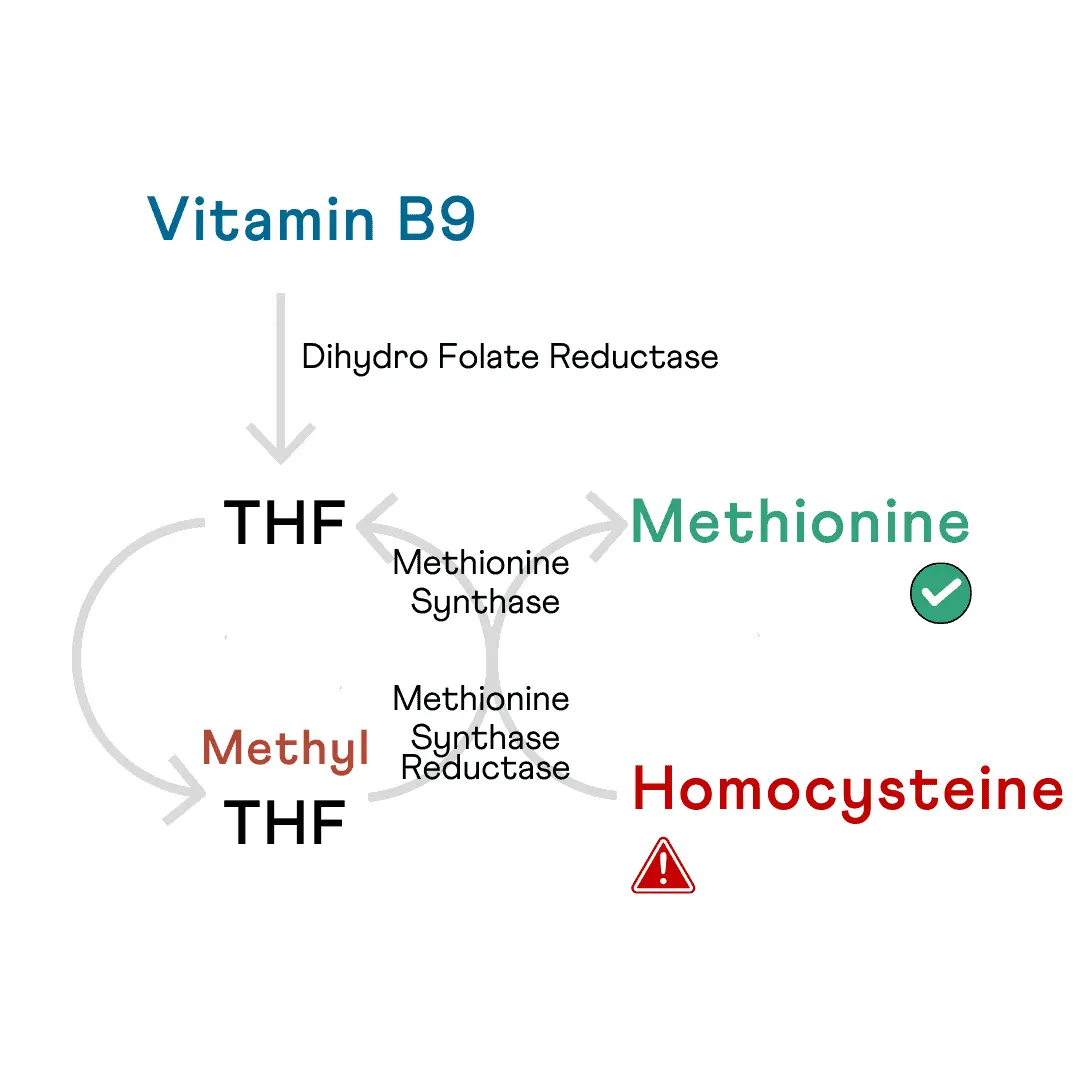 How Vitamin B9 Folic Acid Enables Homocysteine Remethylation to Methionine? How Vitamin B9 Folic Acid Enables Homocysteine Remethylation to Methionine?