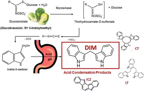 How Indole-3-Carbinol Converts into DIM How Indole-3-Carbinol Converts into DIM