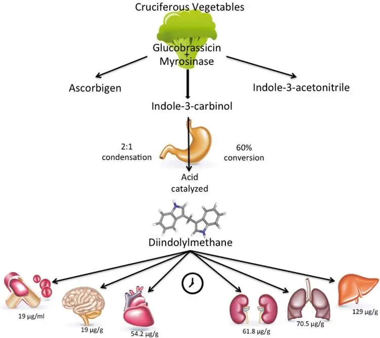 Indole-3-Carbinol and DIM Together for Enhanced Phytochemical Benefits Indole-3-Carbinol and DIM Together for Enhanced Phytochemical Benefits