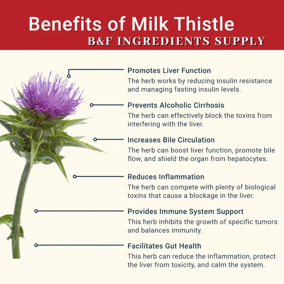 Milk thistle extract benefits Milk thistle extract benefits