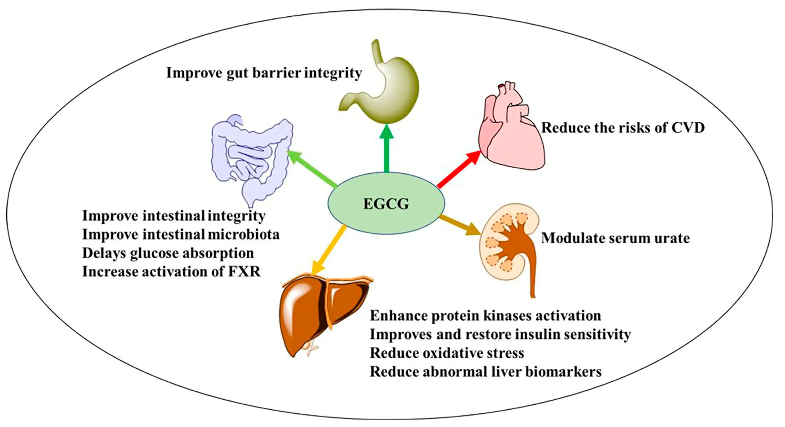 EGCG benefits 