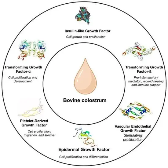 Bovine Colostrum Powder Benefits Bovine Colostrum Powder Benefits