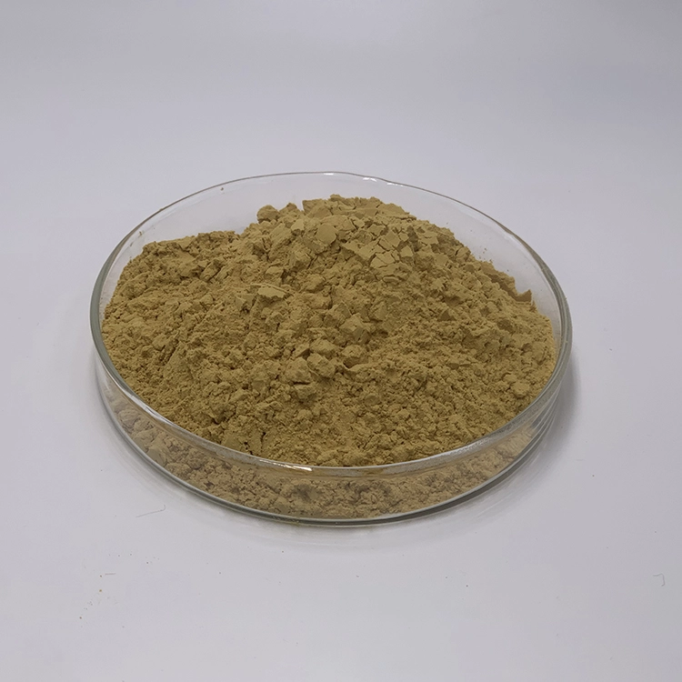 Ginkgo Biloba Extract Powder Ginkgo Biloba Extract Powder