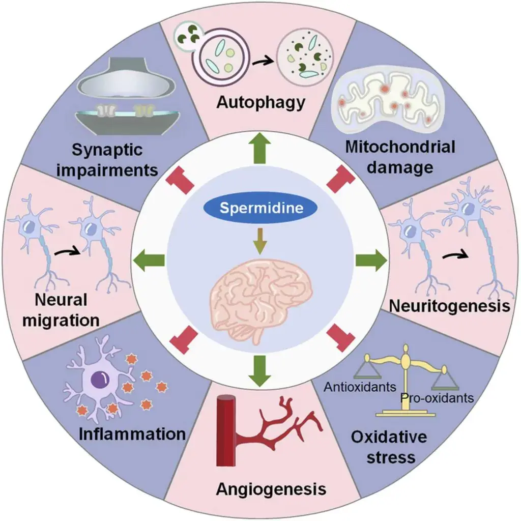 Spermidine Powder Uses Spermidine Powder Uses