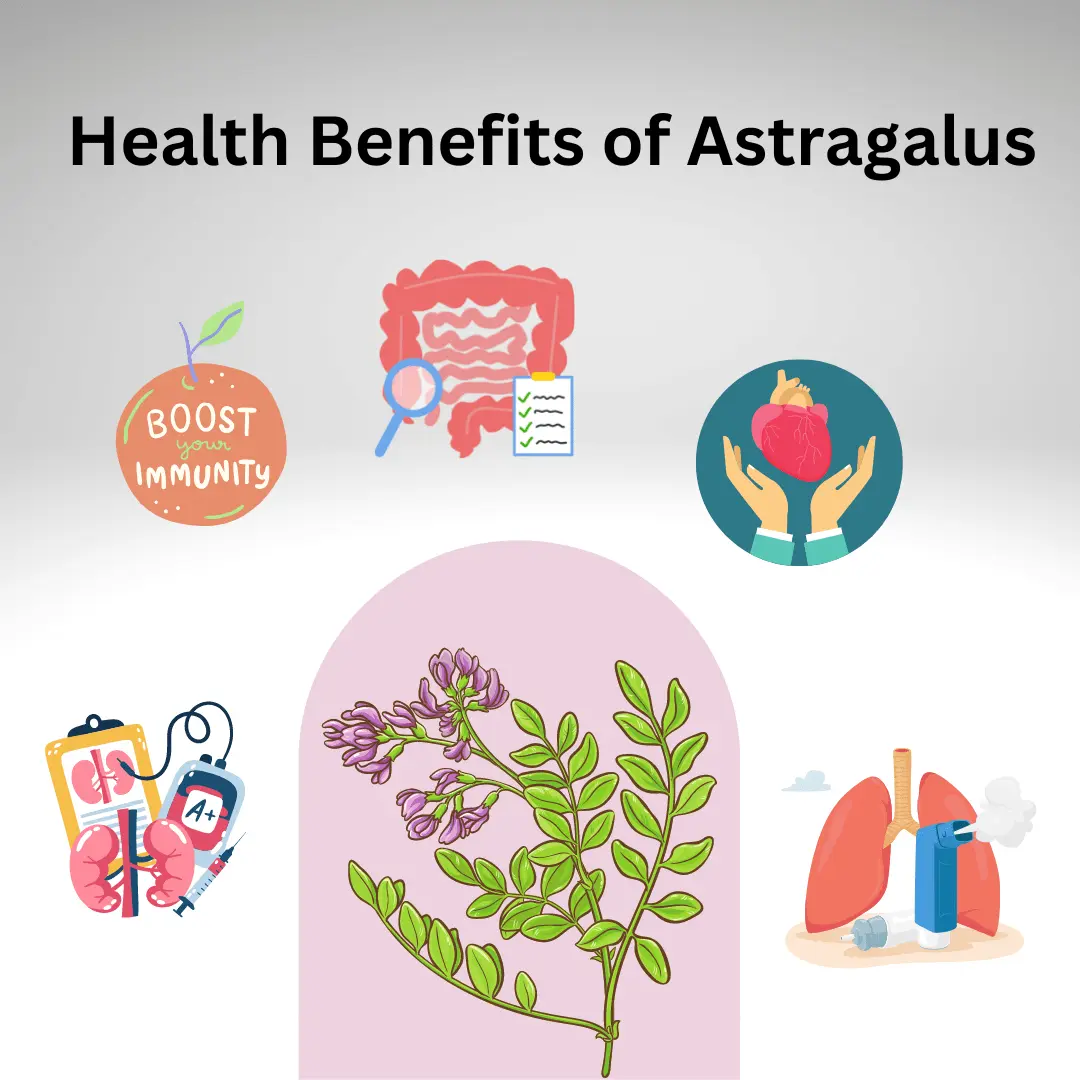 Astragalus Powder Benefits Astragalus Powder Benefits