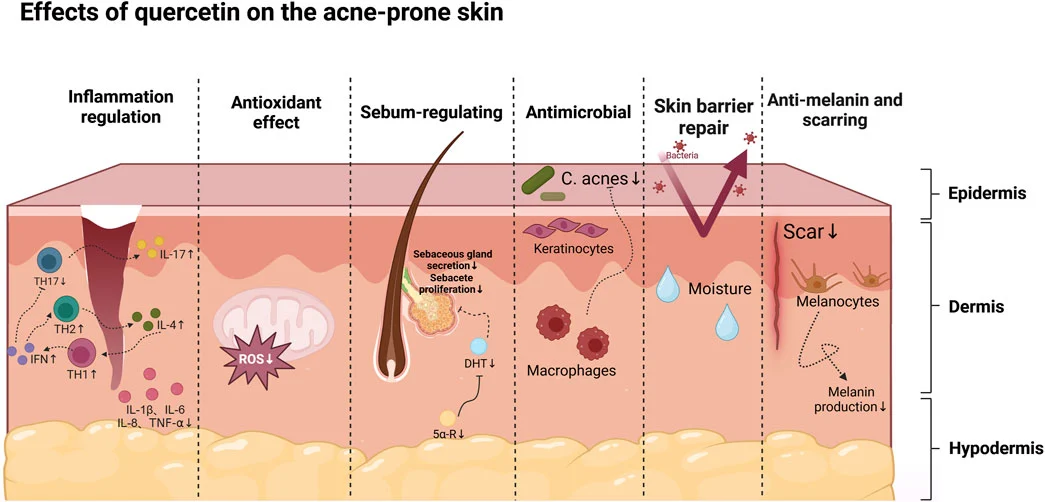 Quercetin benefits Quercetin benefits