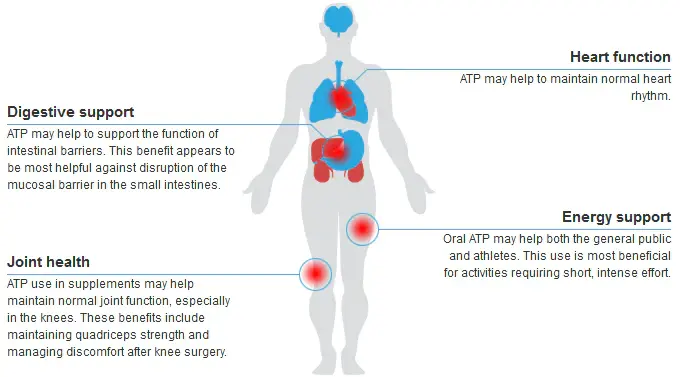 adenosine triphosphate (ATP) benefits