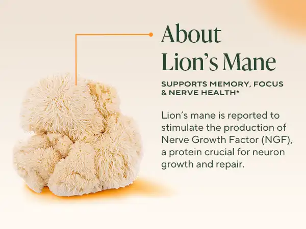 Lion's Mane Mushroom Extract Powder: Stimulating NGF & Neuron Growth for Better Memory Lion's Mane Mushroom Extract Powder: Stimulating NGF & Neuron Growth for Better Memory