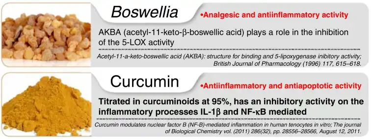 Boswellia Serrata Extract Powder vs Turmeric