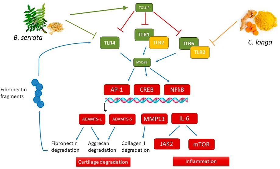 Boswellia Serrata Extract Powder Boswellia Serrata Extract Powder