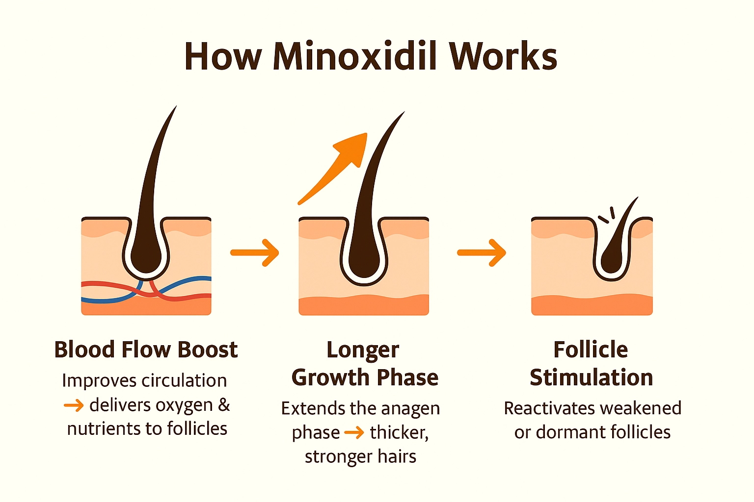 How does minoxidil promote hair growth? How does minoxidil promote hair growth?