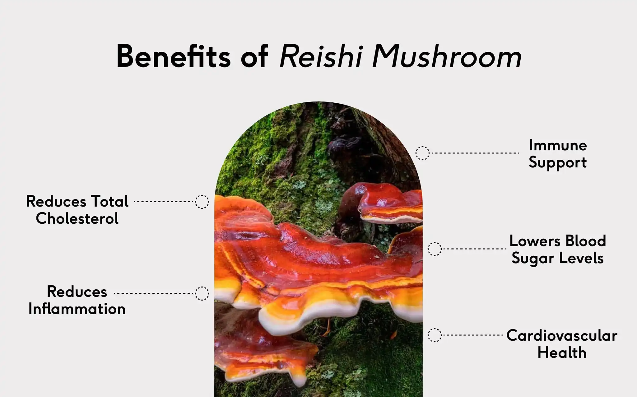 resihi mushroom powder benefits resihi mushroom powder benefits
