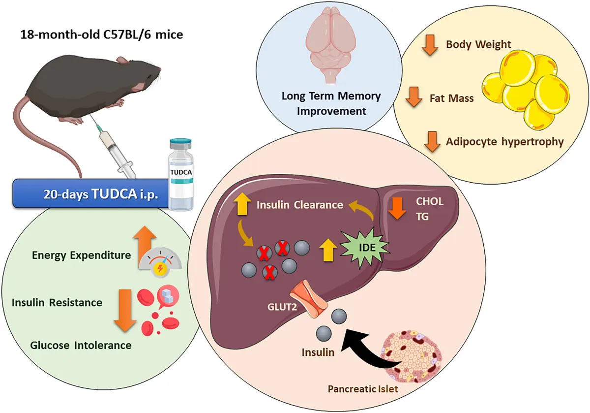 tauroursodeoxycholic acid benefits 