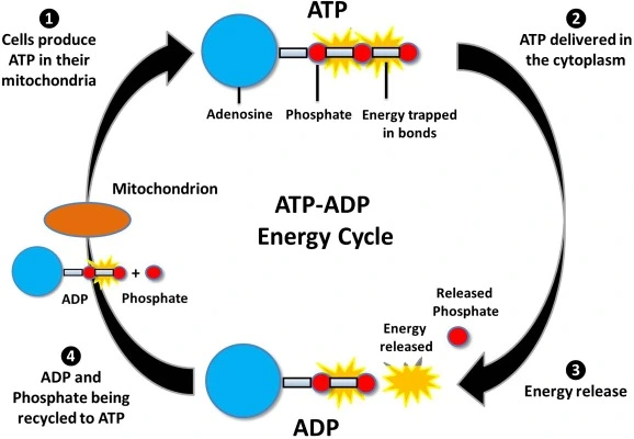Adenosine triphosphate benefits Adenosine triphosphate benefits