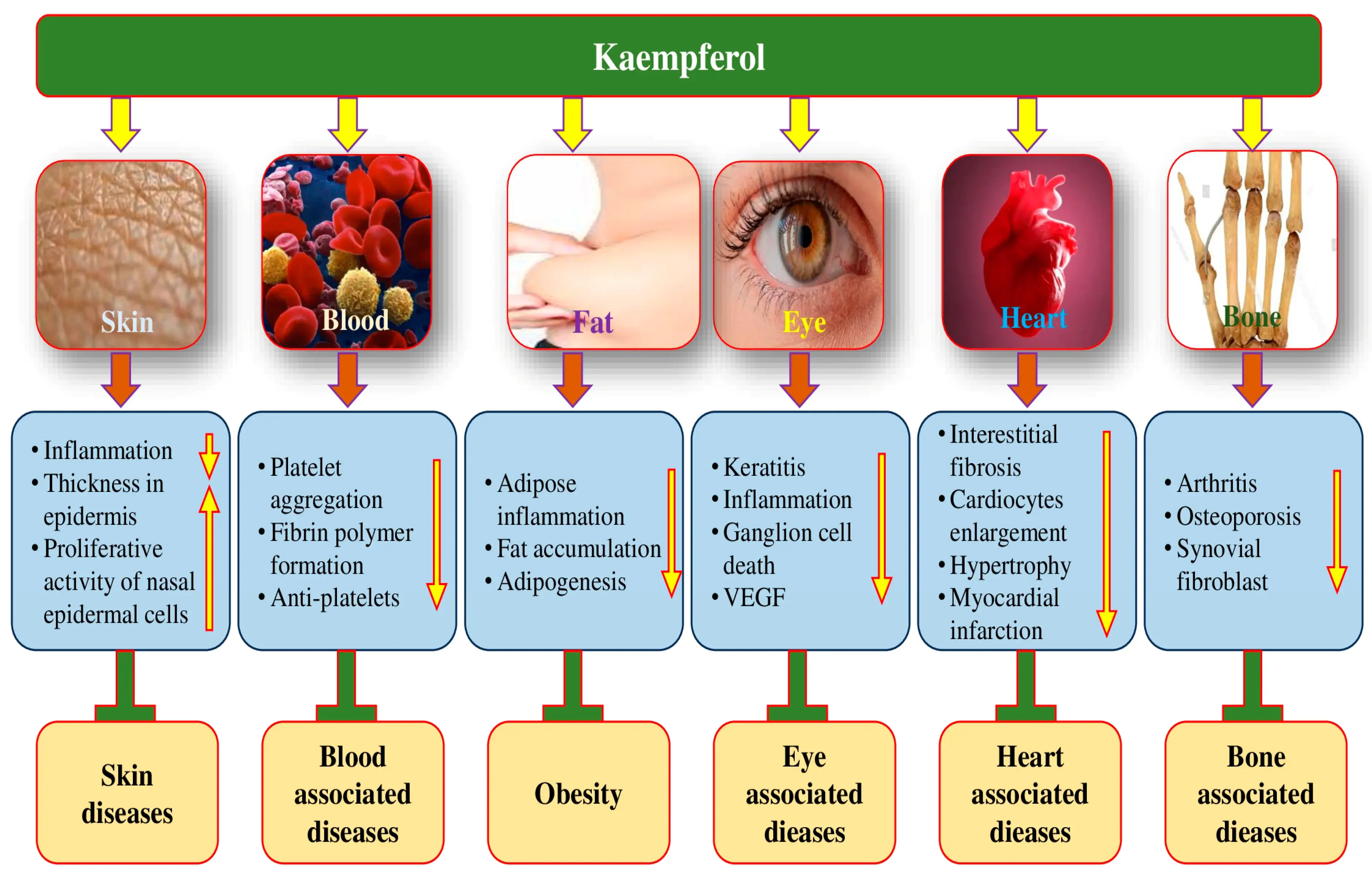 Kaempferol Powder Usage Scenarios