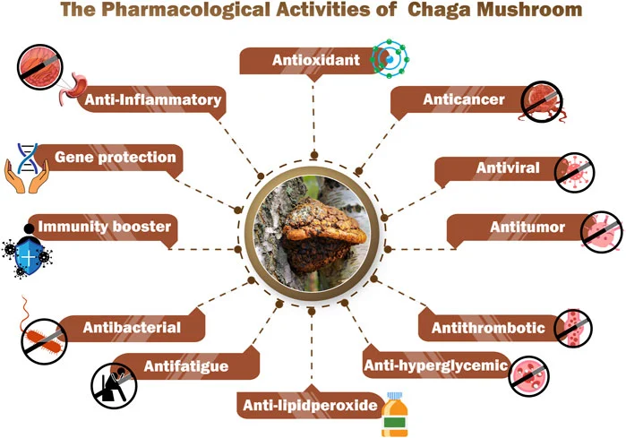 Chaga Extract Benefits Chaga Extract Benefits
