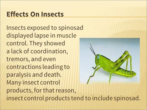 Mechanism Of  Action Of Spinosad