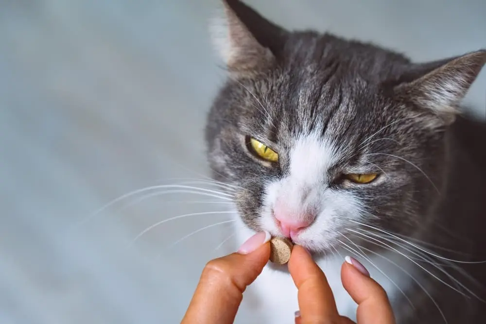 metroidazole good for cat