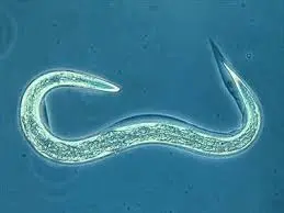 eprinomectin used for