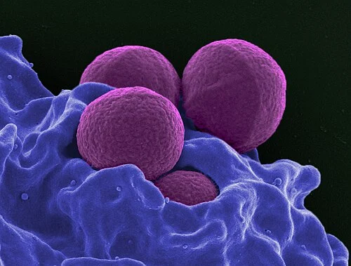 Tildipirosin Antibacterial Mechanism Tildipirosin Antibacterial Mechanism