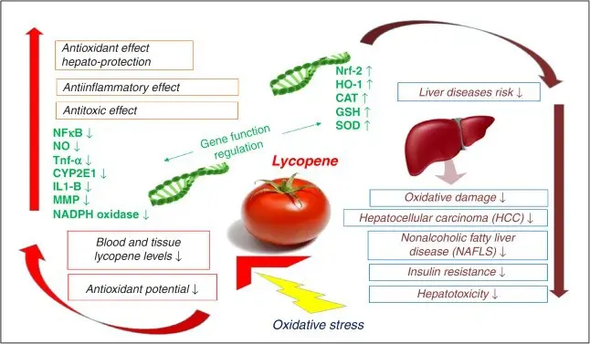 lycopene benefits lycopene benefits