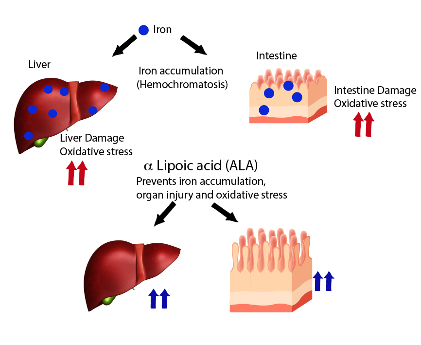 α-Lipoic Acid Powder Benefits α-Lipoic Acid Powder Benefits