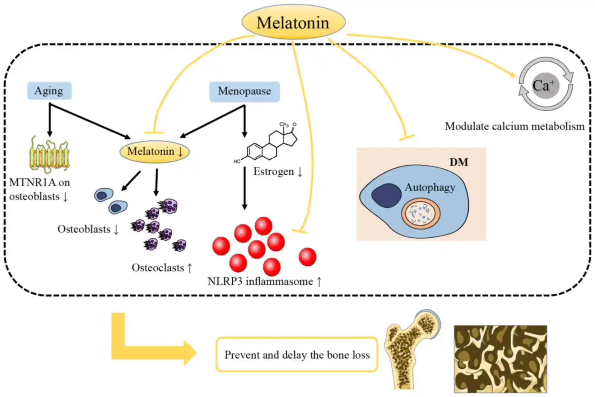Roles of melatonin 