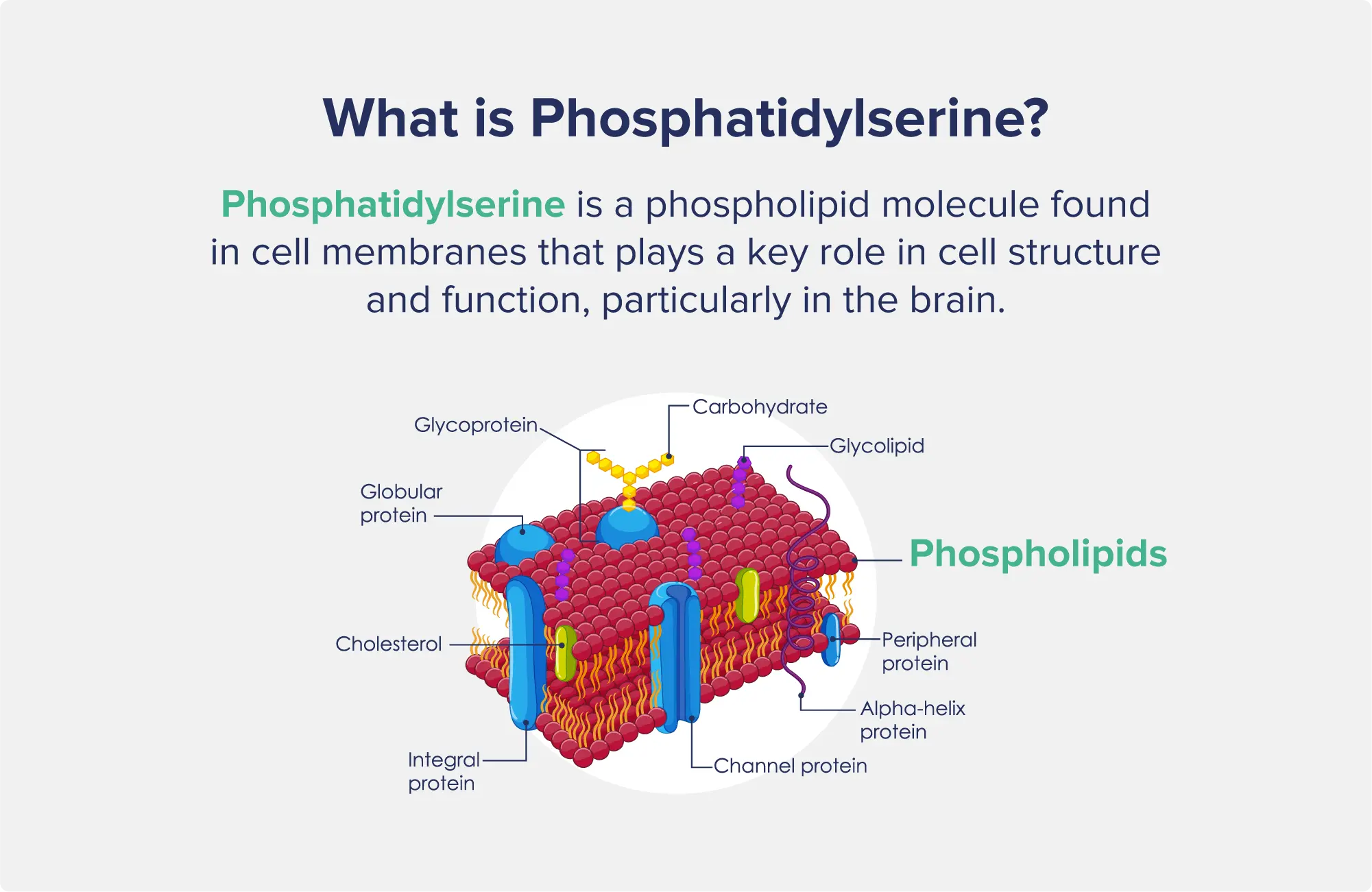 What Is Phosphatidylserine