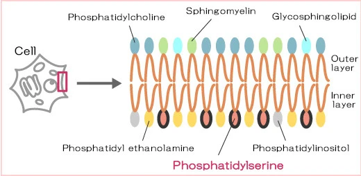 Phosphatidylserine (PS), Brain function improvement?AStress countermeasure material | Health food Materials Phosphatidylserine (PS), Brain function improvement?AStress countermeasure material | Health food Materials
