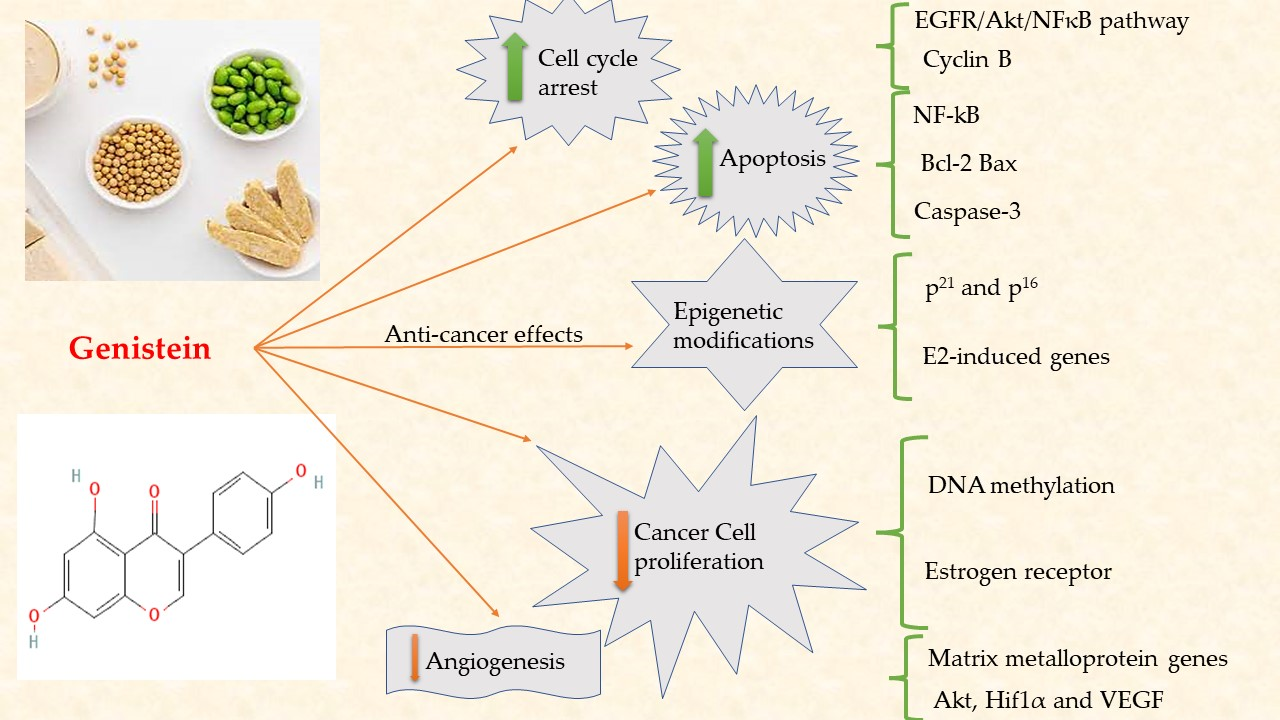  Genistein- Anti-Breast Cancer Agent