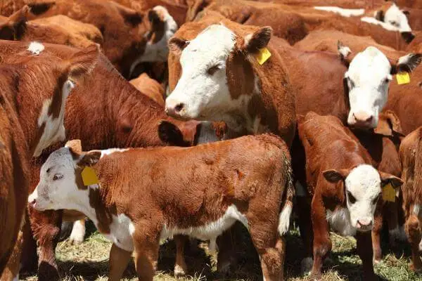 Tildipirosin cattle Tildipirosin cattle