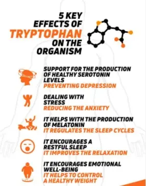 L-Trytophan Benefits