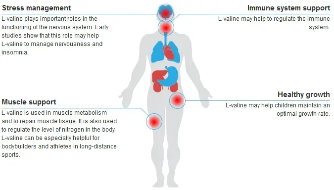 L-Valine Powder Benefits